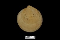 藏品(環文蛤(赤嘴仔))的圖片